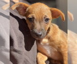 Small Chihuahua Mix