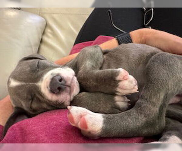 Medium Photo #5 American Staffordshire Terrier-Unknown Mix Puppy For Sale in Nassau bay, TX, USA
