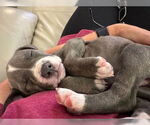 Small #4 American Staffordshire Terrier Mix