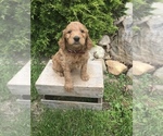 Small Photo #2 Goldendoodle Puppy For Sale in GOSHEN, IN, USA