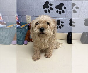 Mutt Dogs for adoption in Amarillo, TX, USA