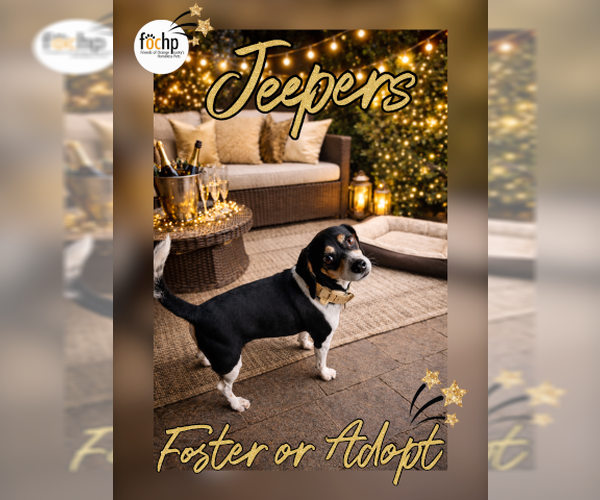 Medium Photo #1 Beagle Puppy For Sale in Menifee, CA, USA