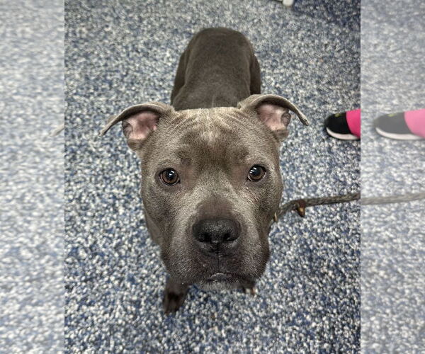 Medium Photo #3 American Pit Bull Terrier Puppy For Sale in Jackson , NJ, USA