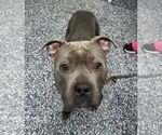 Small #2 American Pit Bull Terrier