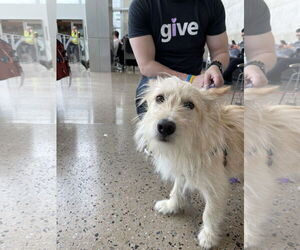 Cotton - Male Mutt Dog for Adoption - Photo #2