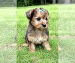 Small #2 YorkiePoo
