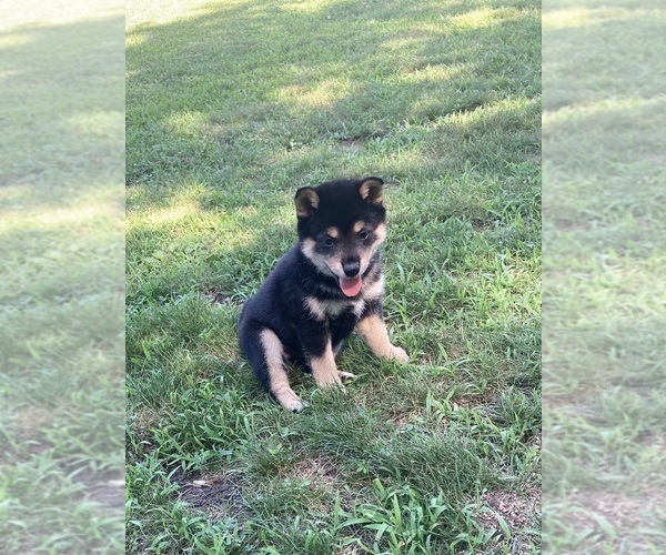 Medium Photo #1 Shiba Inu Puppy For Sale in AVA, MO, USA