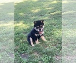 Small Photo #1 Shiba Inu Puppy For Sale in AVA, MO, USA