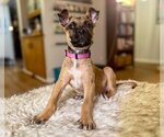 Small Photo #3 Boxer-Unknown Mix Puppy For Sale in Genesee, WI, USA