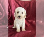 Puppy Buddy Poodle (Miniature)