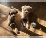 Small #8 Poodle (Miniature)