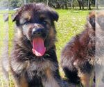 Small Photo #1 German Shepherd Dog Puppy For Sale in POMONA PARK, FL, USA