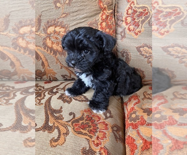 Medium Photo #1 Poodle (Miniature)-Schnoodle (Miniature) Mix Puppy For Sale in Lexington, NC, USA