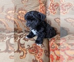 Image preview for Ad Listing. Nickname: SchnoodleFemale