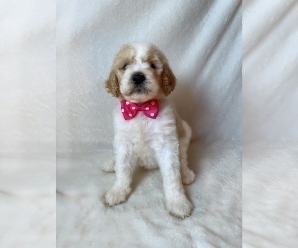 Full screen Photo #6 Goldendoodle Puppy For Sale in CHESNEE, SC, USA