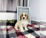 Small Photo #4 Cavapoo Puppy For Sale in FRANKLIN, IN, USA