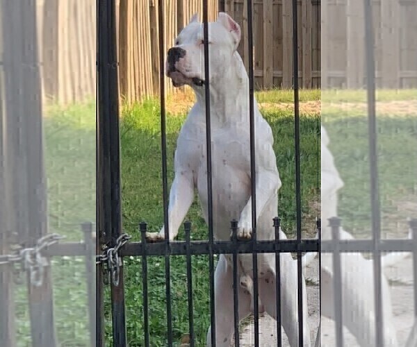 Medium Photo #1 Dogo Argentino Puppy For Sale in ZACHARY, LA, USA