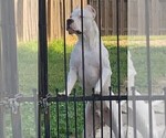 Small Photo #1 Dogo Argentino Puppy For Sale in ZACHARY, LA, USA