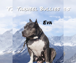 Mother of the American Bully puppies born on 02/16/2024
