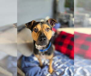Black and Tan Coonhound-Unknown Mix Dogs for adoption in Tampa, FL, USA