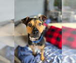 Small Black and Tan Coonhound Mix