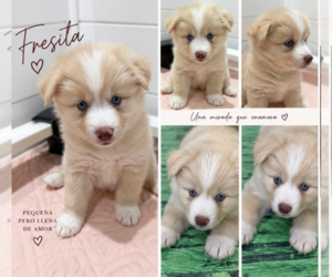Pomsky Puppy for sale in LAVEEN, AZ, USA