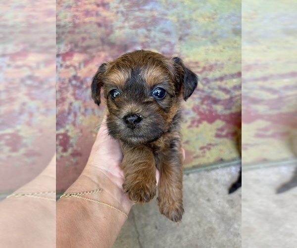 Medium Photo #20 Poocan Puppy For Sale in FAIR OAKS, CA, USA
