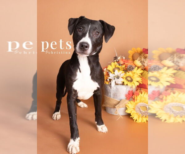 Medium Photo #11 American Pit Bull Terrier-Australian Shepherd Mix Puppy For Sale in Foristell, MO, USA