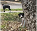 Small Photo #39 German Shorthaired Pointer Puppy For Sale in MCKINNEY, TX, USA