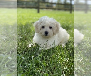 Coton de Tulear Puppy for sale in SENECA FALLS, NY, USA