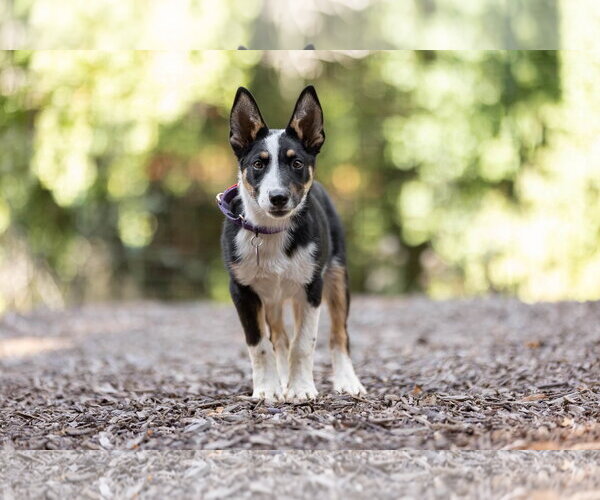 Medium Photo #2 Australian Shepherd Puppy For Sale in Paso Robles, CA, USA