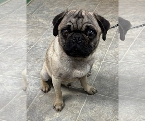 Pug Dogs for adoption in Rustburg, VA, USA