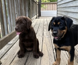 Goldendoodle-Labrador Retriever Mix Litter for sale in PLAIN VIEW, VA, USA