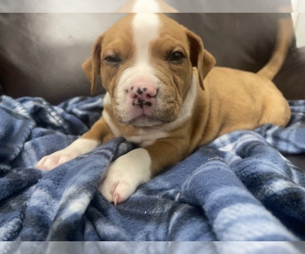 Medium Photo #76 American Bully Puppy For Sale in REESEVILLE, WI, USA