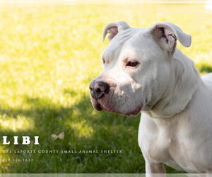 Libi - Female Mutt Dog for Adoption - Photo #3
