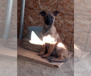 Belgian Malinois Puppy for sale in LAKE LOS ANGELES, CA, USA
