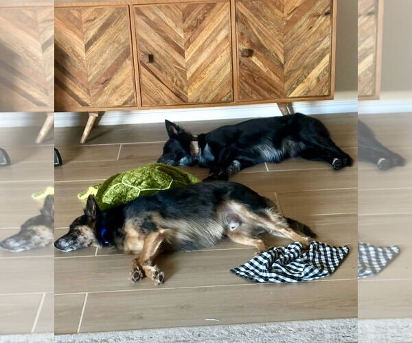 Medium Photo #3 Border Collie Puppy For Sale in Dallas, TX, USA