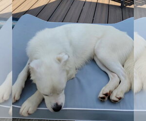Falcor - Male Great Pyrenees-Unknown Mix Dog for Adoption - Photo #36