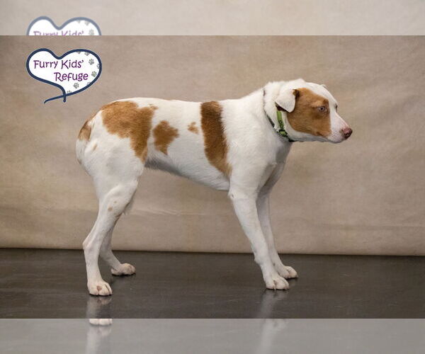 Medium Photo #5 Mutt Puppy For Sale in Lee's Summit, MO, USA