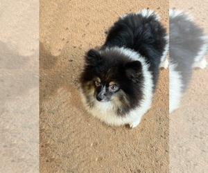 Pomeranian Puppy for sale in DAWSONVILLE, GA, USA