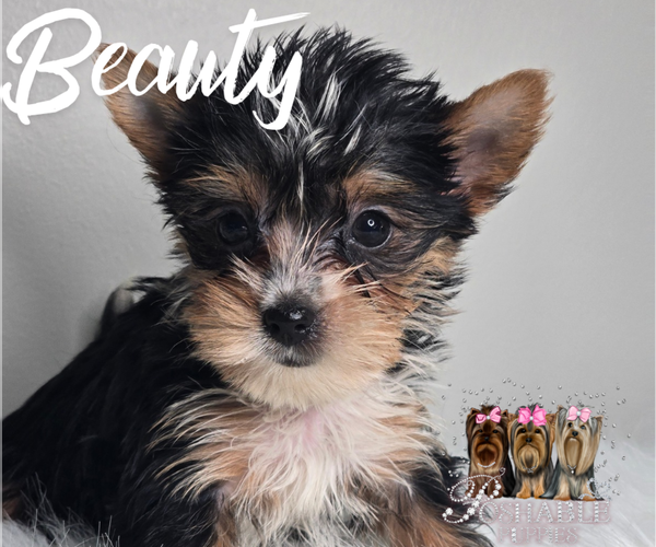 Medium Photo #11 Yorkshire Terrier Puppy For Sale in ELMHURST, IL, USA
