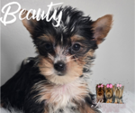 Small #10 Yorkshire Terrier