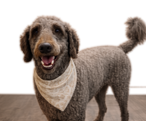 Father of the Goldendoodle mix (+ Poodle Standard) puppies born on 08/02/2026