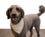Small Photo #1 Goldendoodle mix (+ Poodle Standard) Puppy For Sale in ANDERSON, SC, USA