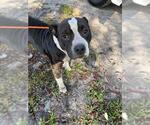 Small American Pit Bull Terrier Mix