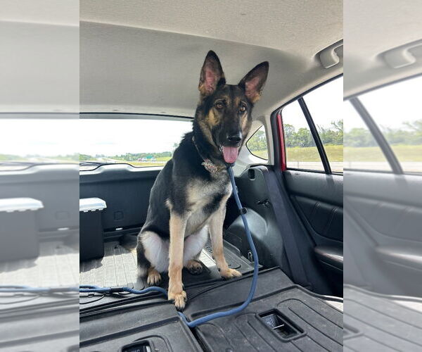 Medium Photo #2 German Shepherd Dog Puppy For Sale in Claremore, OK, USA