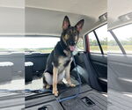 Small #1 German Shepherd Dog