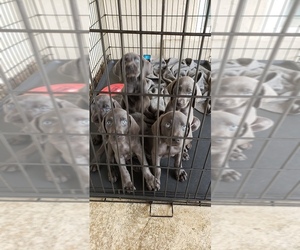 Weimaraner Puppy for sale in LAKE PLACID, FL, USA