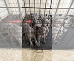Small Photo #1 Weimaraner Puppy For Sale in LAKE PLACID, FL, USA