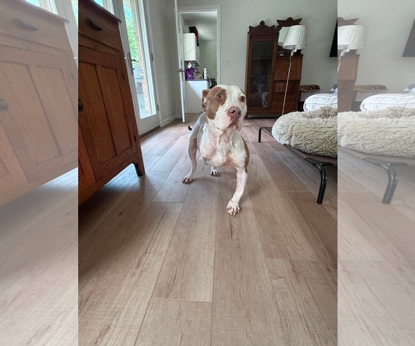 Medium Photo #5 American Pit Bull Terrier-Unknown Mix Puppy For Sale in Germantown, OH, USA